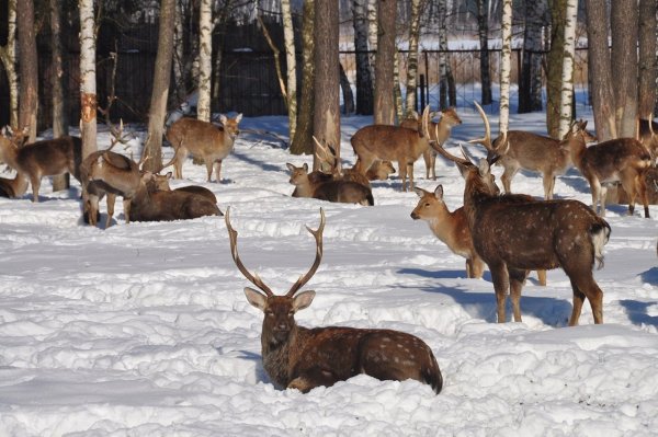 Лосиный остров национальный парк