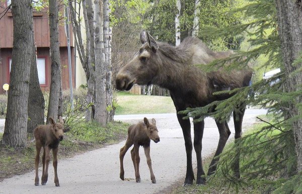 Национальный парк Лосиный остров биостанция