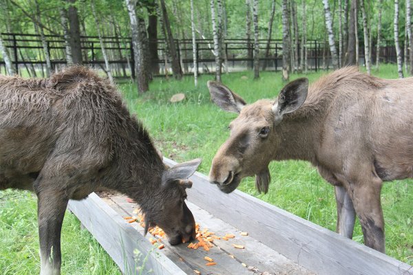 Лосиный остров национальный парк Москва