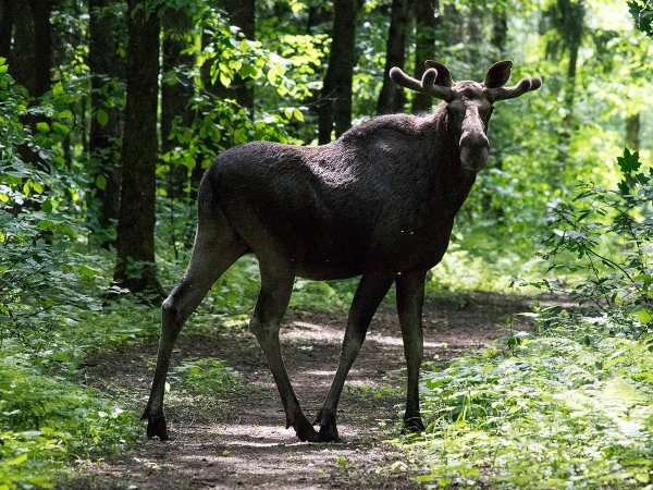 Национальный парк Лосиный остров Королев