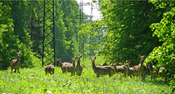 Ярославское шоссе парк Лосиный остров