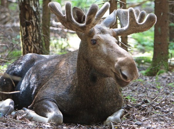 Лосиный остров национальный парк