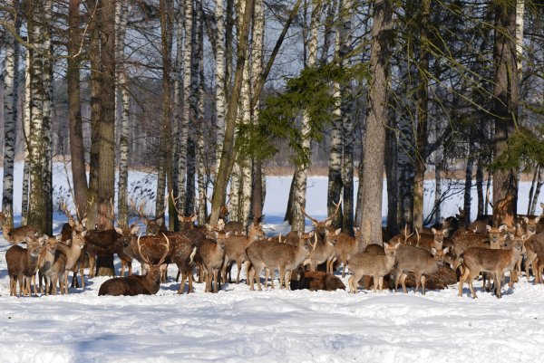 Парк заповедник Лосиный остров