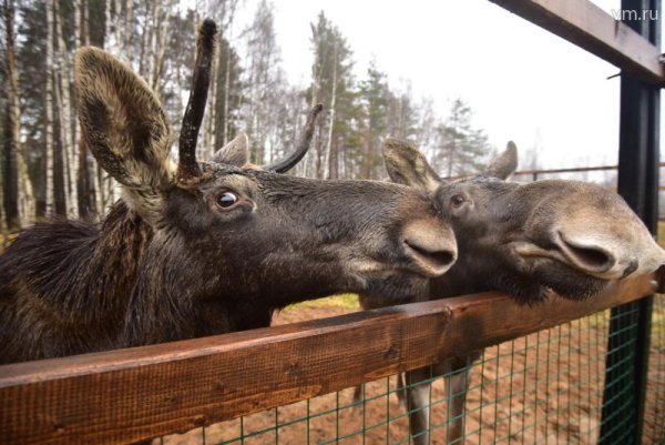 Парк Лосиный остров лосиная биостанция