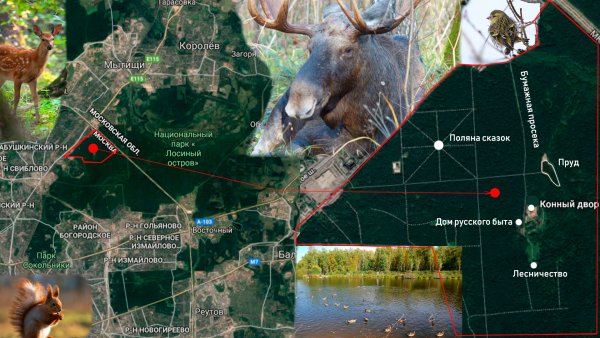 Лосиный остров национальный парк официальный сайт