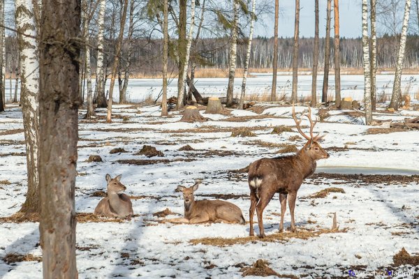 Лосиный остров национальный парк