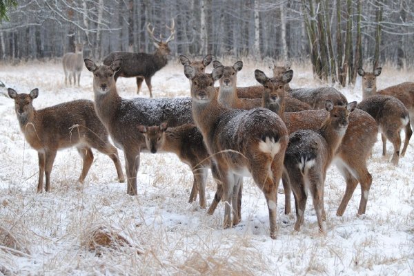 Лосиный остров заповедник