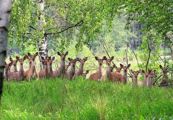 Национальный парк Лосиный остров Королев