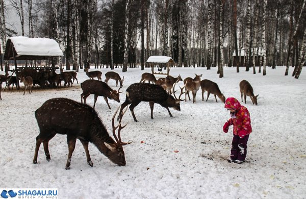 Лосиный остров национальный парк зимой