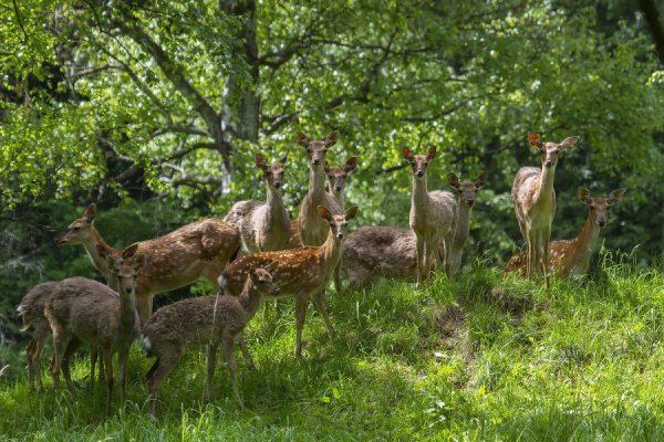 Национальный заповедник Лосиный остров