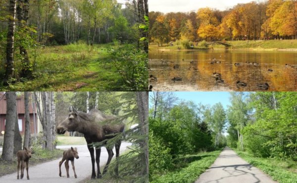 Ярославское шоссе парк Лосиный остров