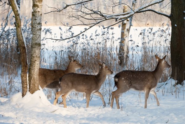 Лосиный остров Московская область