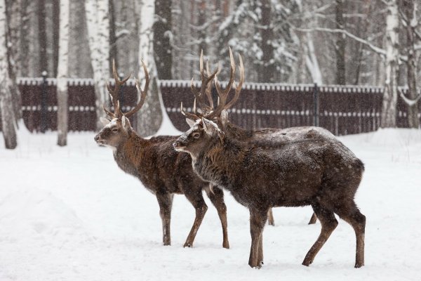 Московский заповедник Лосиный остров