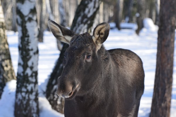 Национальный парк Лосиный остров лоси