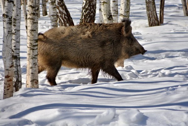 Лосиный остров национальный парк