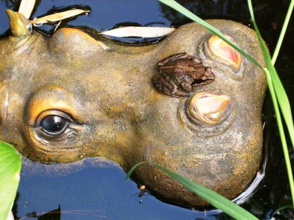 Жаба Бегемот