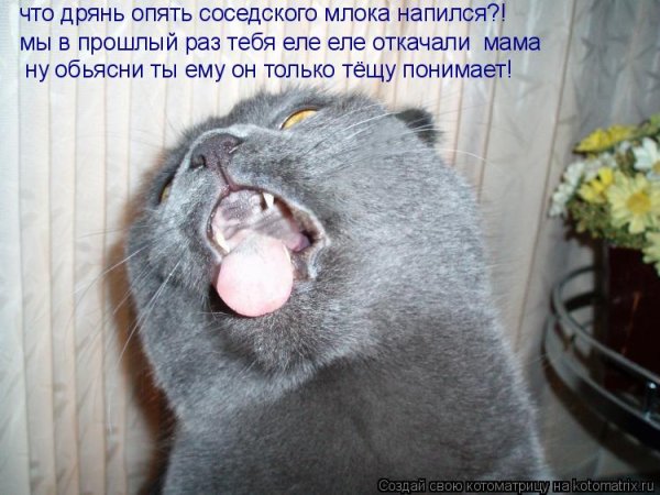 Напилася я пьяна не