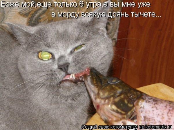 Картинки как рыбка кусает