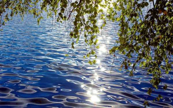Отражение березы в воде