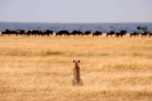 Национальный парк Серенгети Танзания
