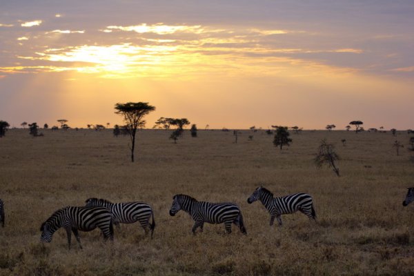 Серенгети Африка