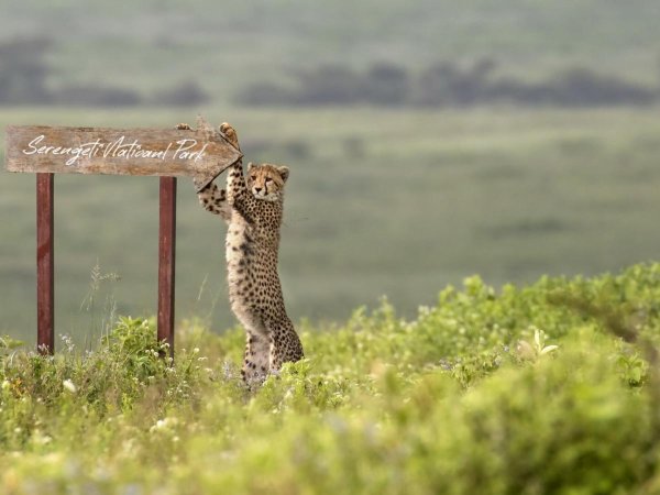 Обои на рабочий стол Африка