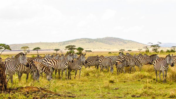Национальный парк Серенгети Serengeti National Park
