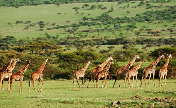 Фауна парка Серенгети