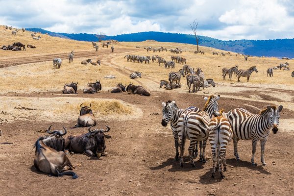 Национальный парк Серенгети, Танзания, Африка