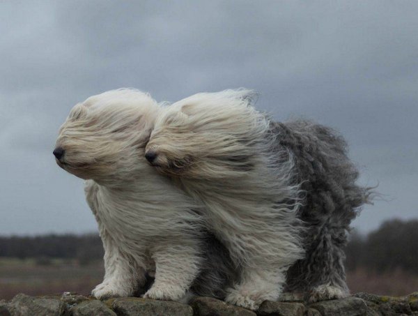 Сильный ветер собака