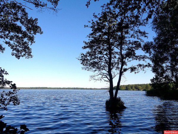 Белое озеро озеро Шатурский район