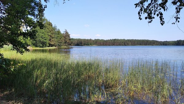 Свиношное озеро Шатурского района