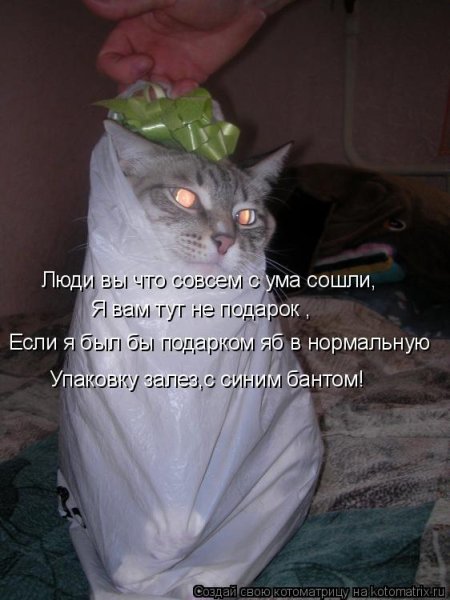 Котик сошел с ума