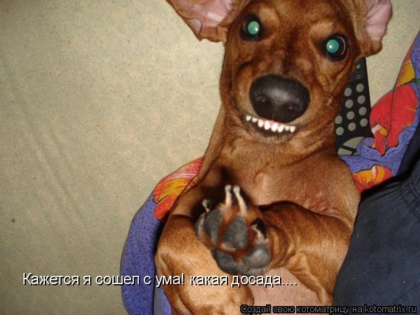 Собаки Алеша