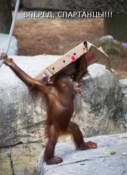 Прикольные обезьянки с надписями