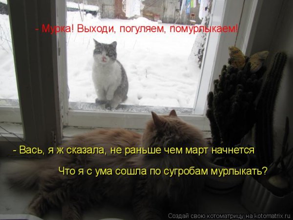 Кот выходи гулять