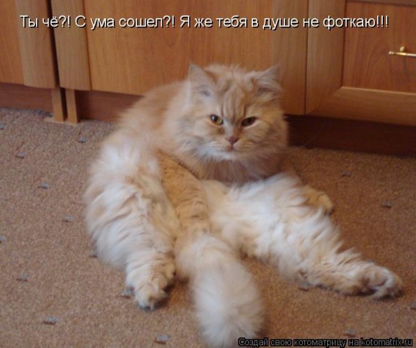 Кот сошел с ума