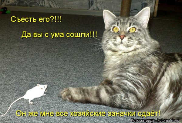 Котик сошел с ума