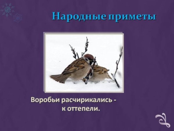 Народные приметы о воробьях