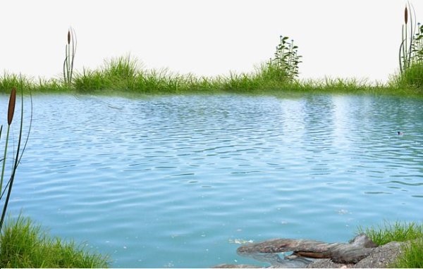 Пруд на белом фоне