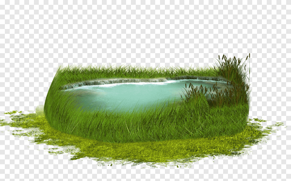 Пруд на белом фоне