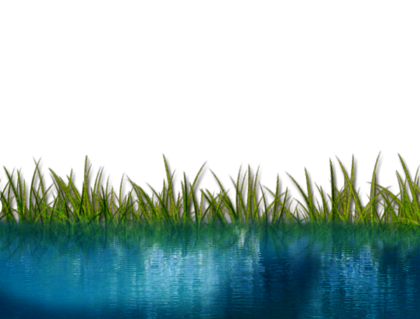 Болото на белом фоне