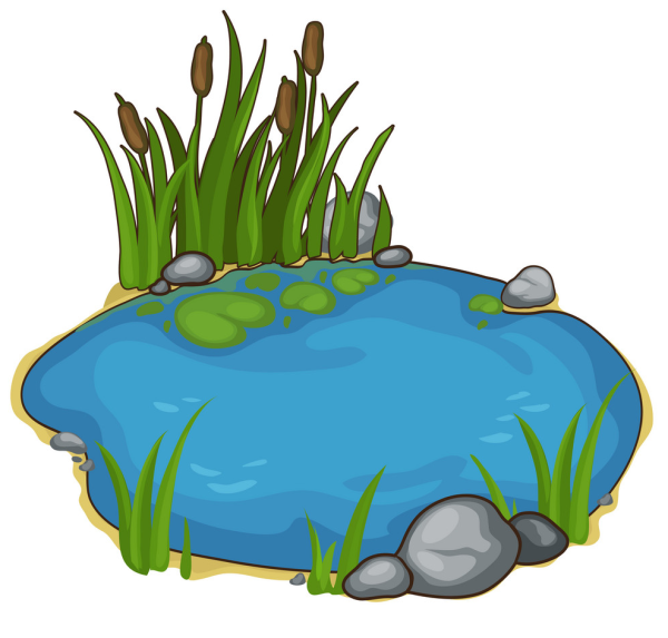 Пруд на белом фоне