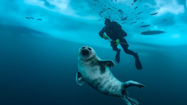 Байкальская Нерпа под водой