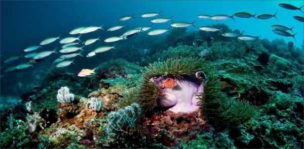 Подводный мир озера Байкал