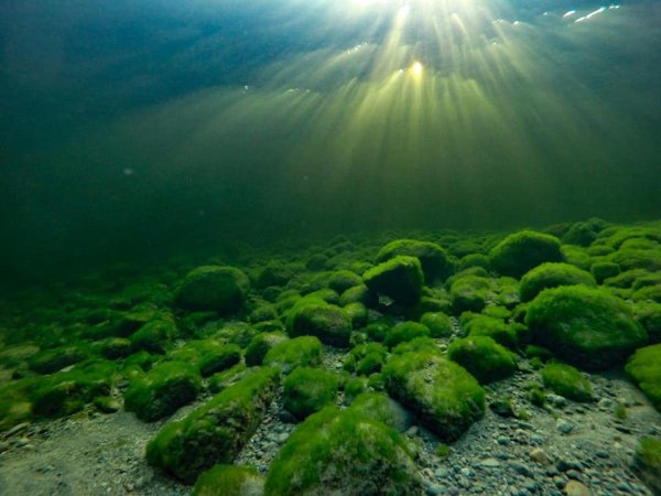 Подводный мир Телецкого озера