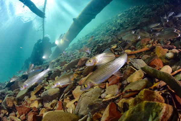 Озеро Байкал дно озера