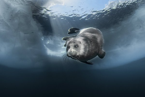 Нерпа ныряет Байкал
