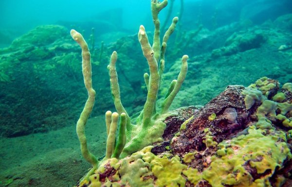 Озеро Байкал Пресноводные губки