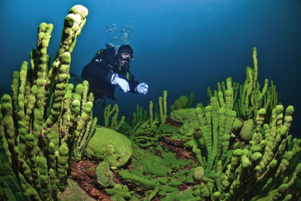 Lubomirskia Baicalensis (Байкальская губка)